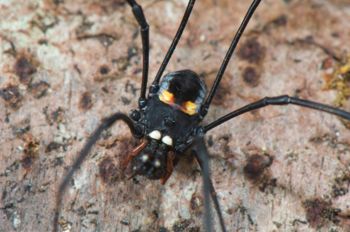 Media type: image;   Invertebrate Zoology 129583